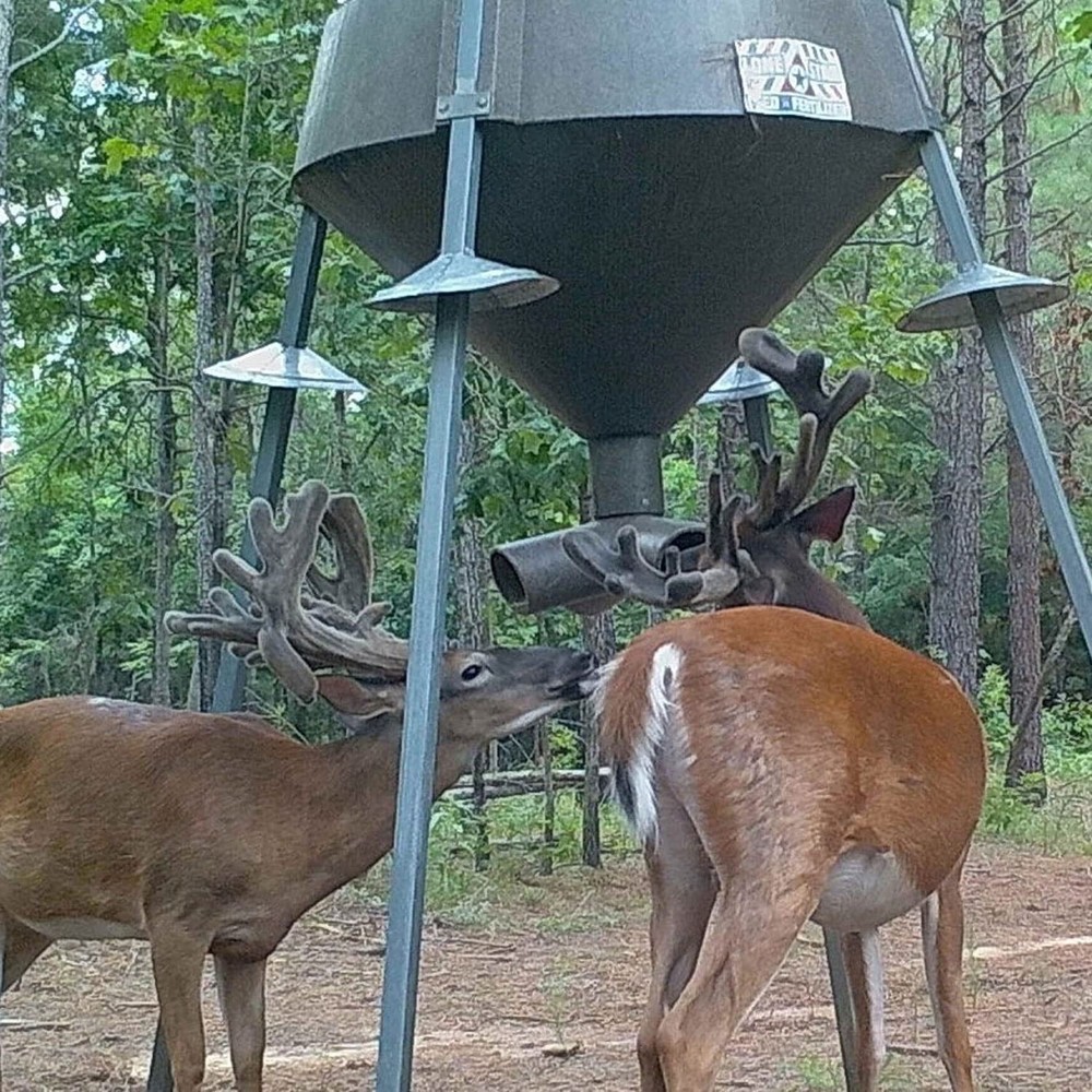 Varmint Funnels Durable Lightweight Galvanized Steel Protective Squirrel Funn
