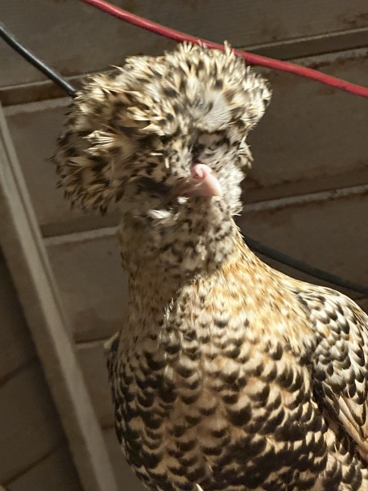 12+++Extra Candy Corn Polish Fertile Hatching Eggs