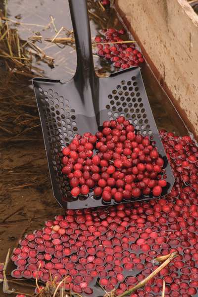 Seymour Midwest 49502Gr Mud/Sifting Square Shovel,48 In. Handle