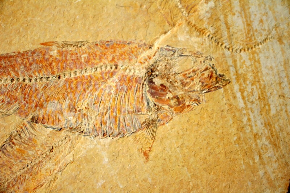 3 Fossil Fish • Complete Knightia eocena • 4.75"