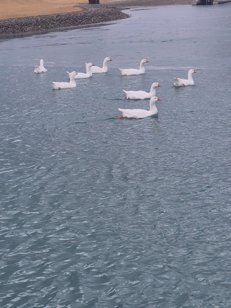 12 White Embden Hatching Goose Eggs