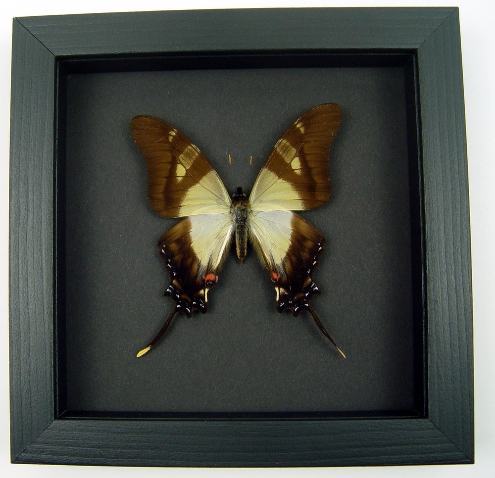 Frilled Swordtail Swallowtail Butterfly Eurytides serville Real Framed Moonlight
