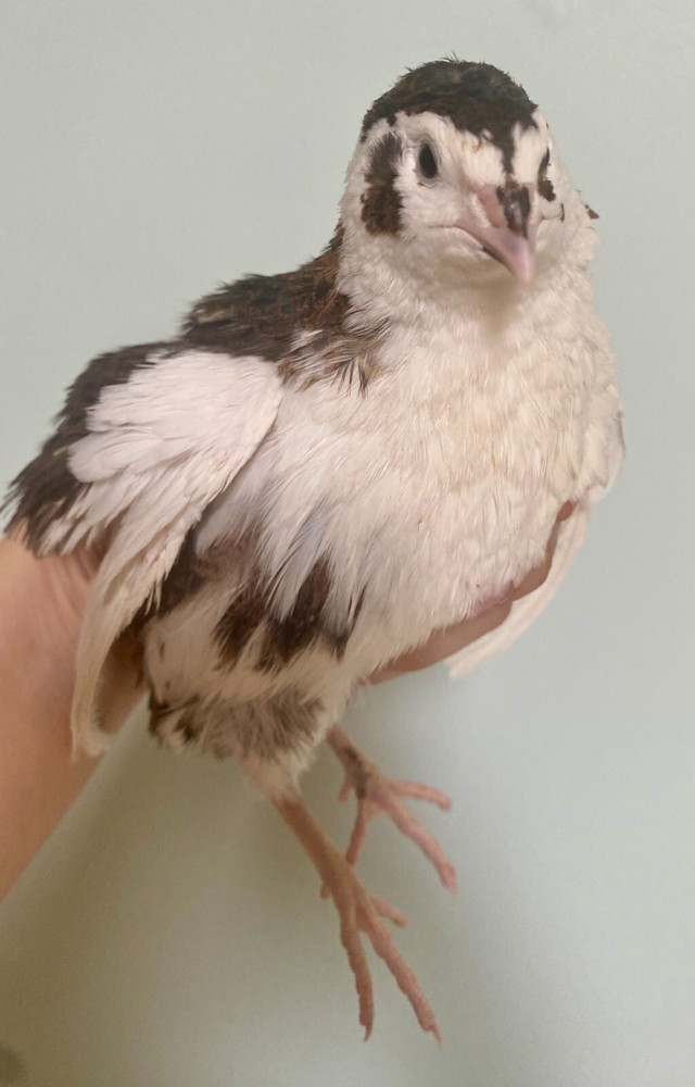 60- Celadon Quail Hatching Eggs - 100% True Blue Coturnix 🪺