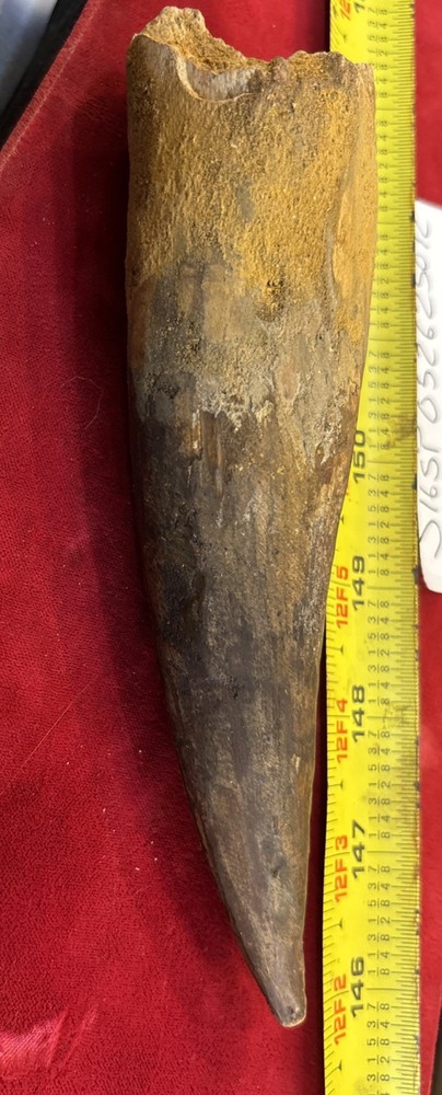 Authentic 6.75” Spinosaurus Tooth Fossil