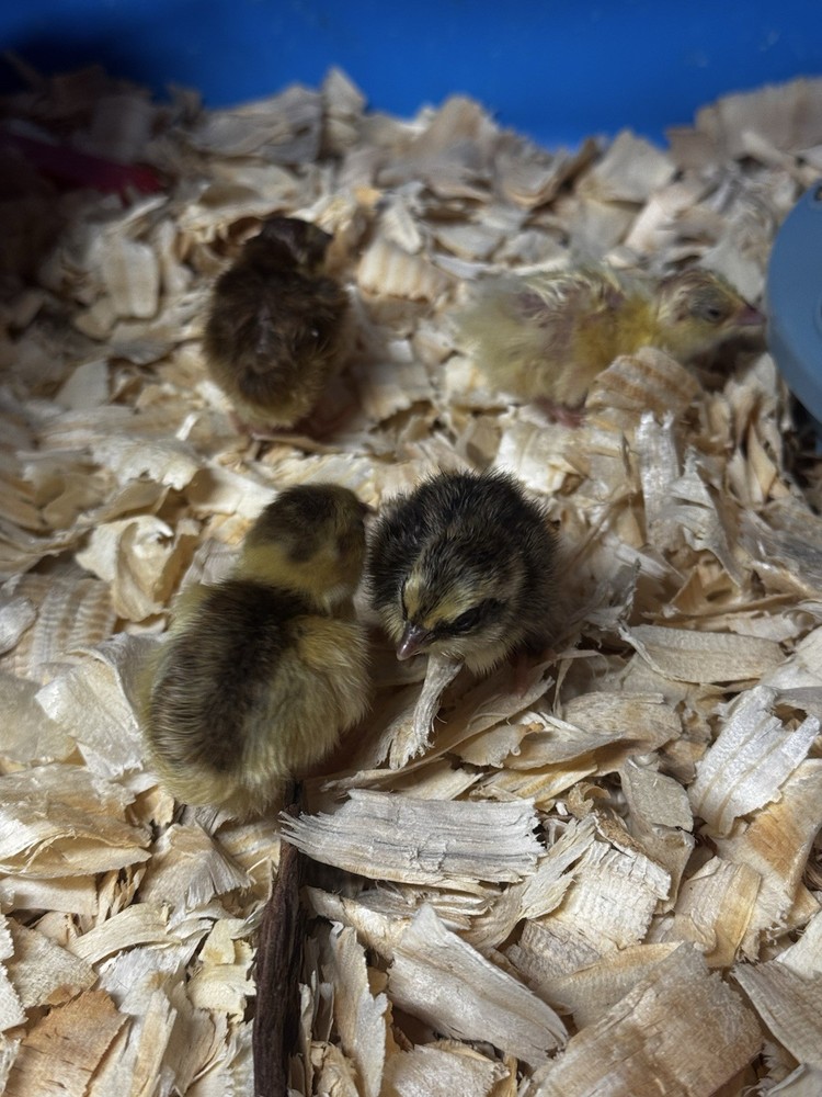 12+ Quail Hatching Eggs Coturnix Celadon Pharaoh Tuxedo Rosetta