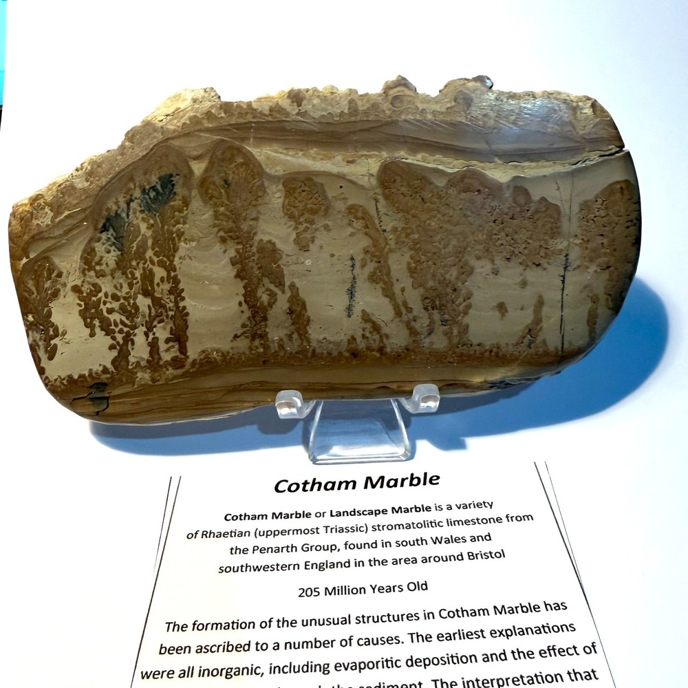 cotham marble, stromatolite, landscape stone, polished, upper Triassic, CM4