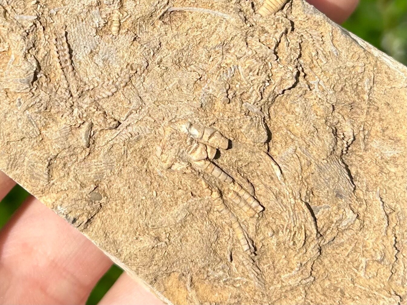 RARE Alabama Fossil Brittle Star and Crinoid in Matrix Cholaster whitei