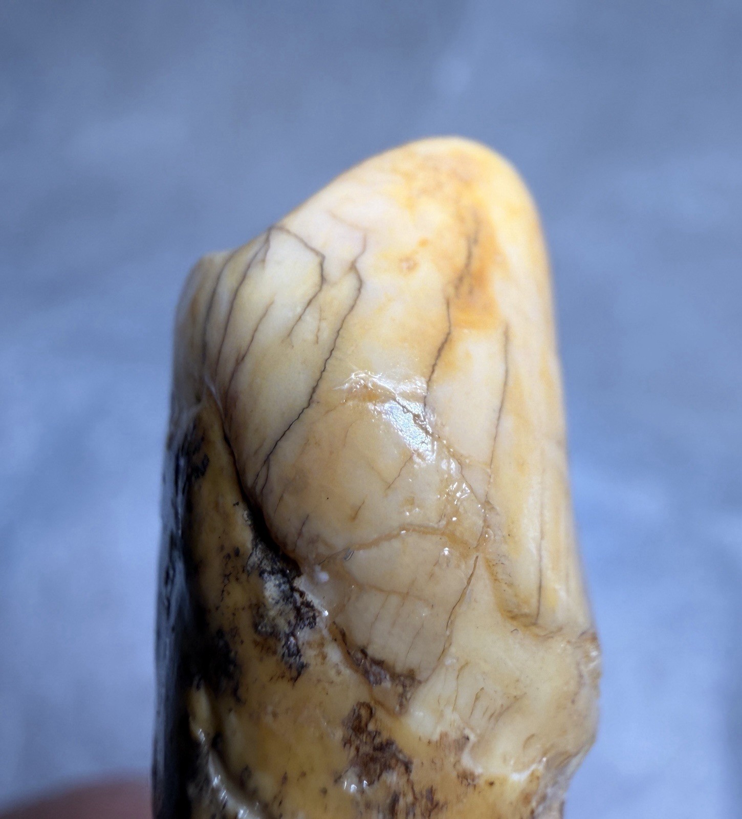 👀 Fantastic Rare Romanian Cave Bear Canine Tooth Fossil, Ursus Spelaeus ✨🔥
