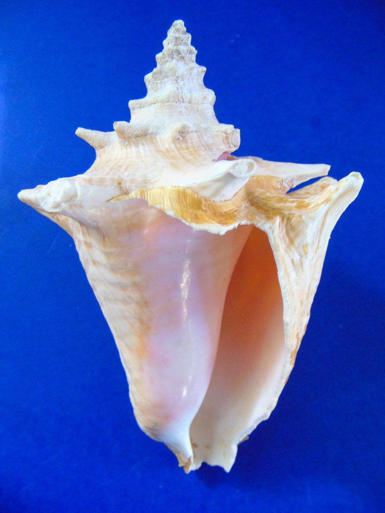 Lot of 4 Seashells