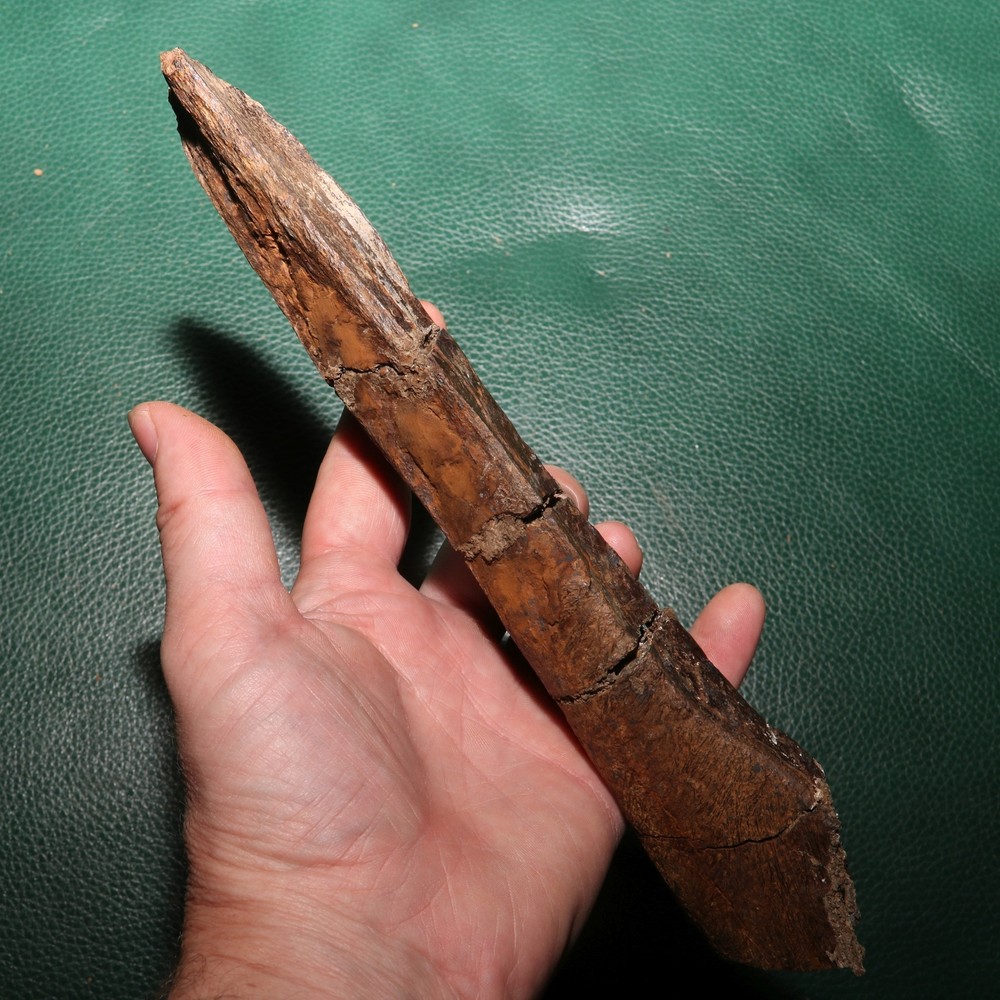 Nice Dinosaur Rib Section - Authentic - from the Hell Creek Formation Specimen