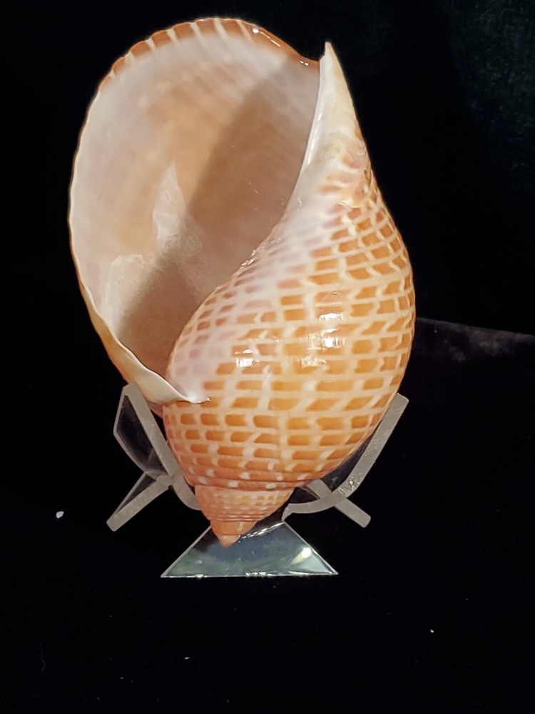 Vintage Tonna Perdix Shell 114mm Great Specimen