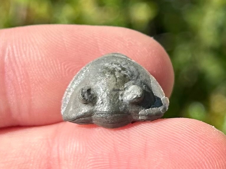 Trilobite Fossil Isotelus maximus Arnheim Formation Enrolled Ordovician Bug