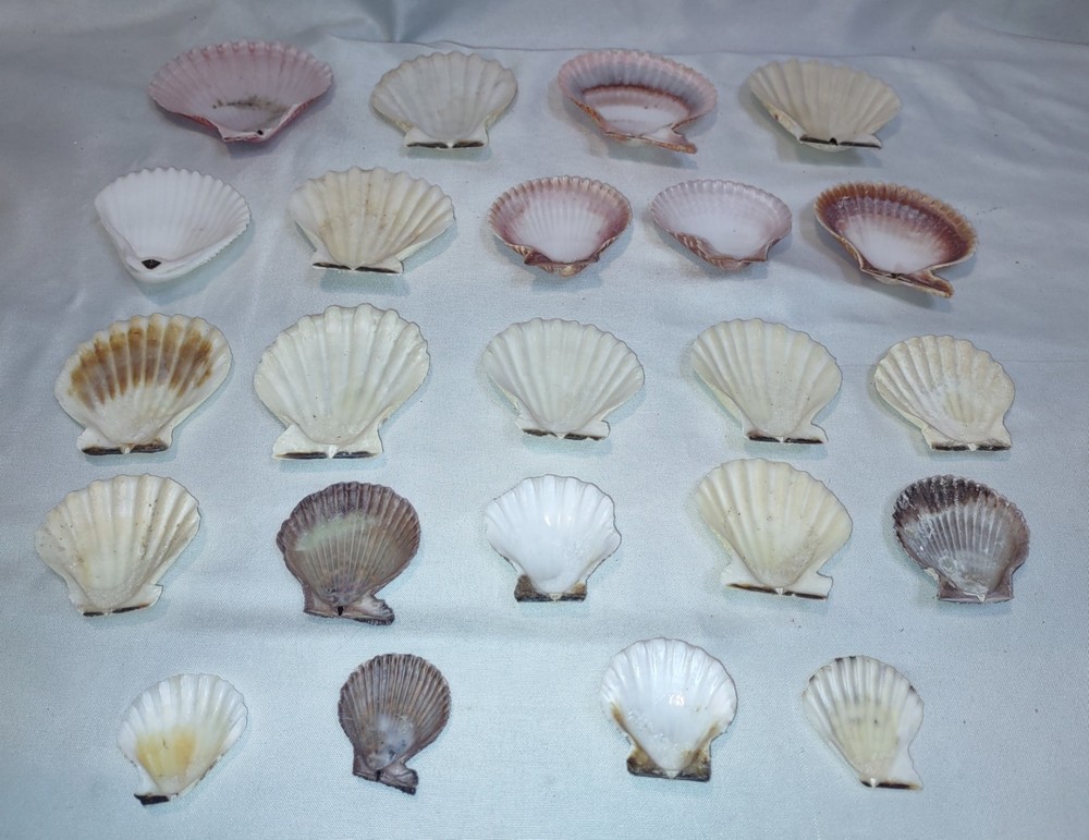 23pc Natural Scallop Seashells Crafts Nautical Decor