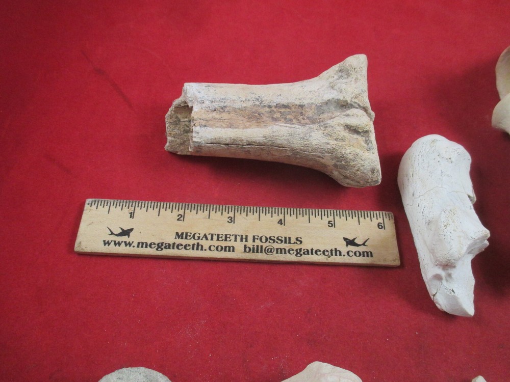 Nebraska Badlands Fossils Mixed Bones Hip Socket , and more
