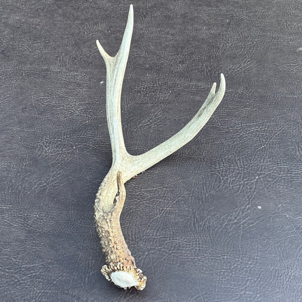 Rustic Brown Antler Wall Decor