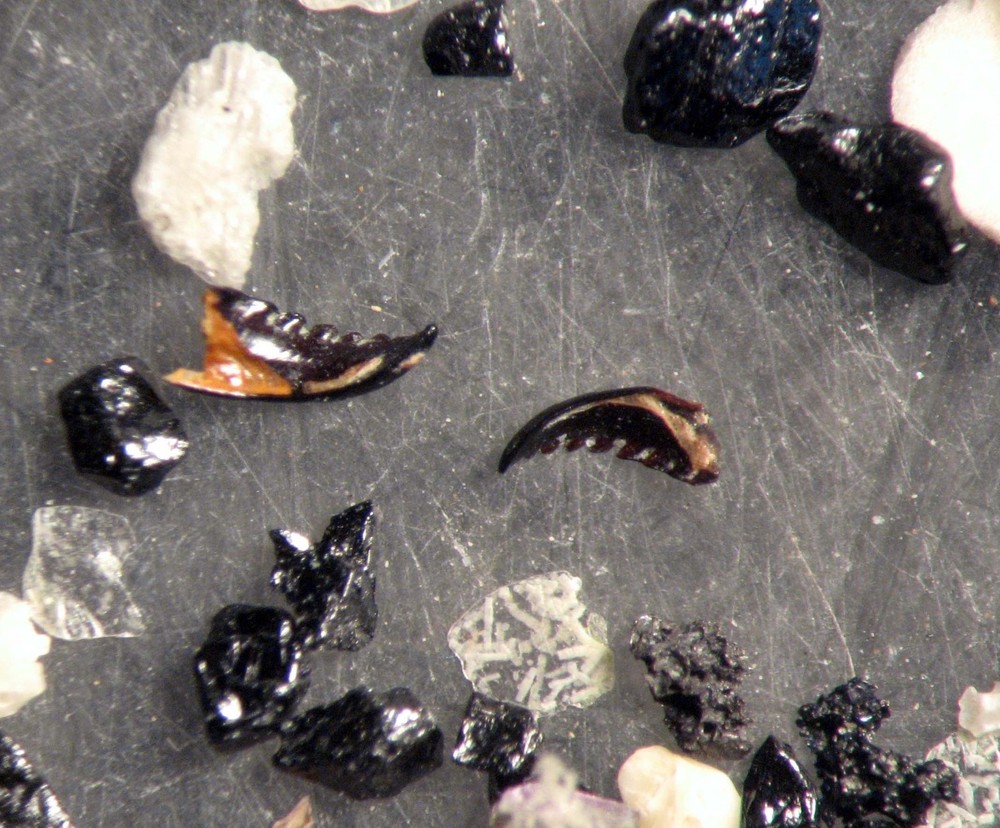 Holocene English foraminifera ostracod microfossil Collection 10 samples