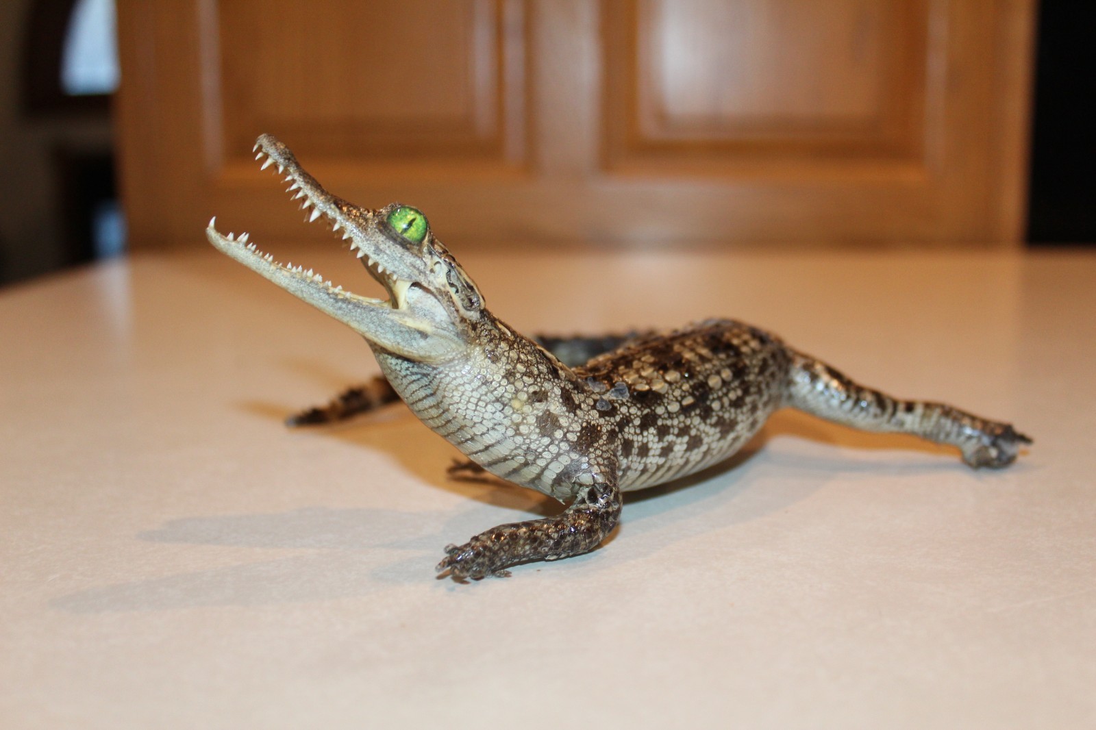 New Alligator Reptile Taxidermy Novelty Log Cabin Decor Whitetail Mule Deer