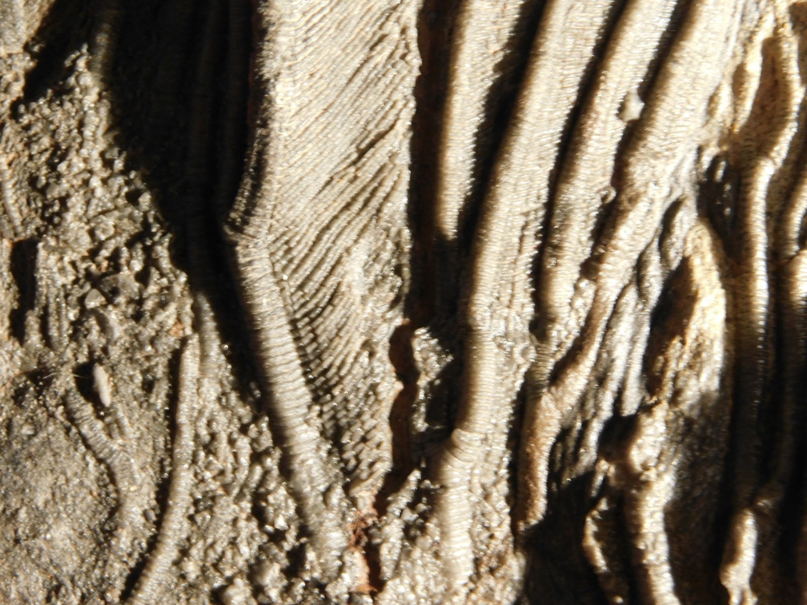 BIG! 430 Million Year Old! CRINOID Fossil or Sea LILY Fossil Morocco 1570gr