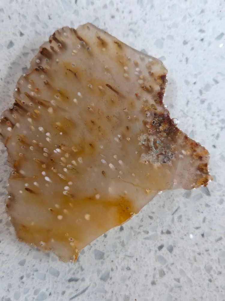 Agatized Palm Slab