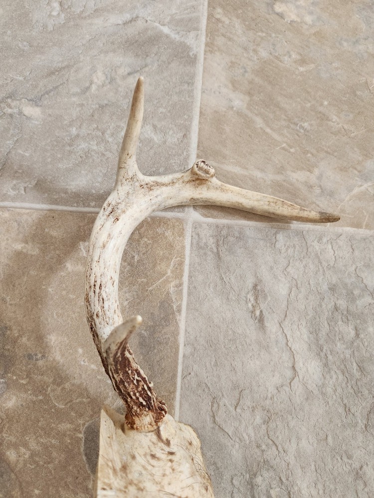 8 Point White Tail Deer Antlers Skull Cap