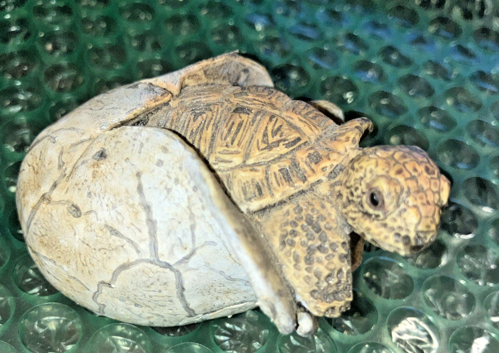 Two Plastic Tortoise Turtle Kids Toys