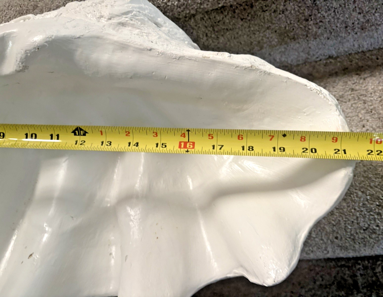 Giant man made clam shell 21.5" x 14" Great Party Decoration