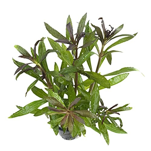 Stellatus Broadleaf (in 2" Pot)