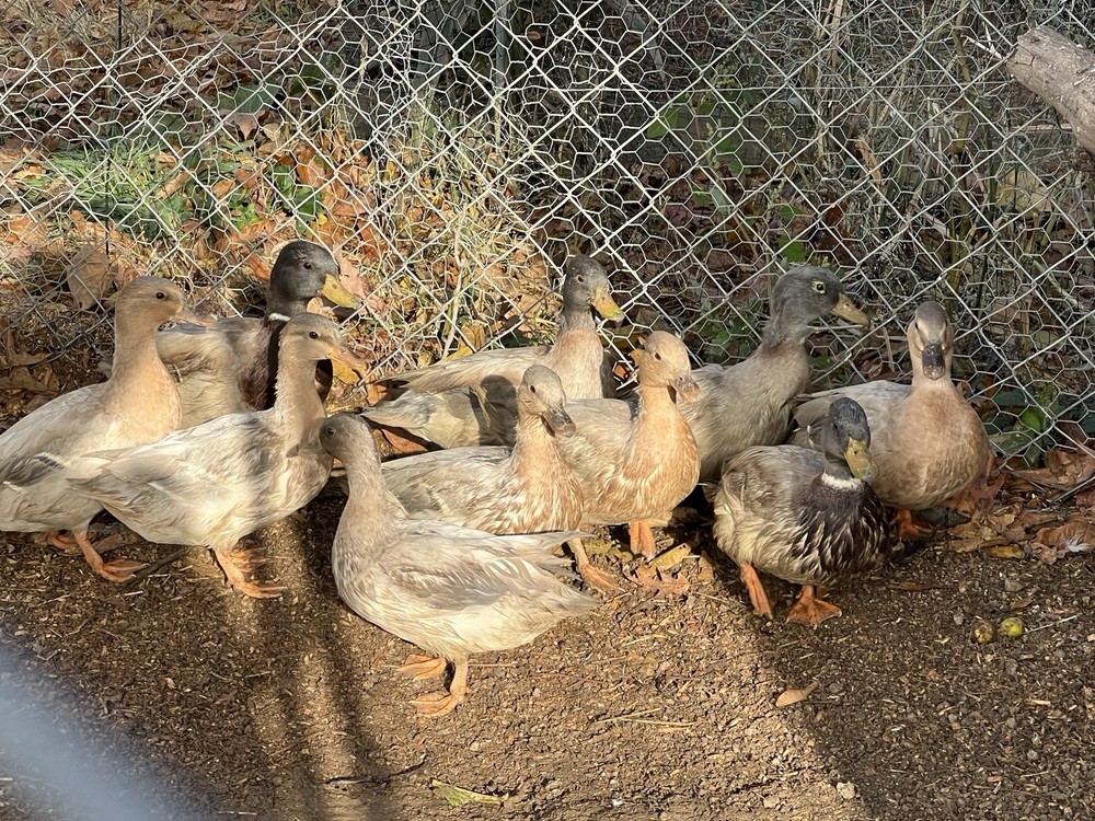 Call Duck Hatching Eggs 10