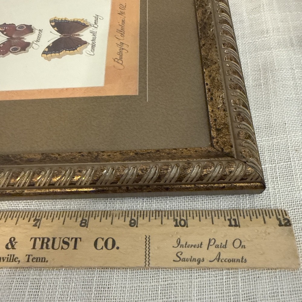Framed Artwork, Butterfly Collection
