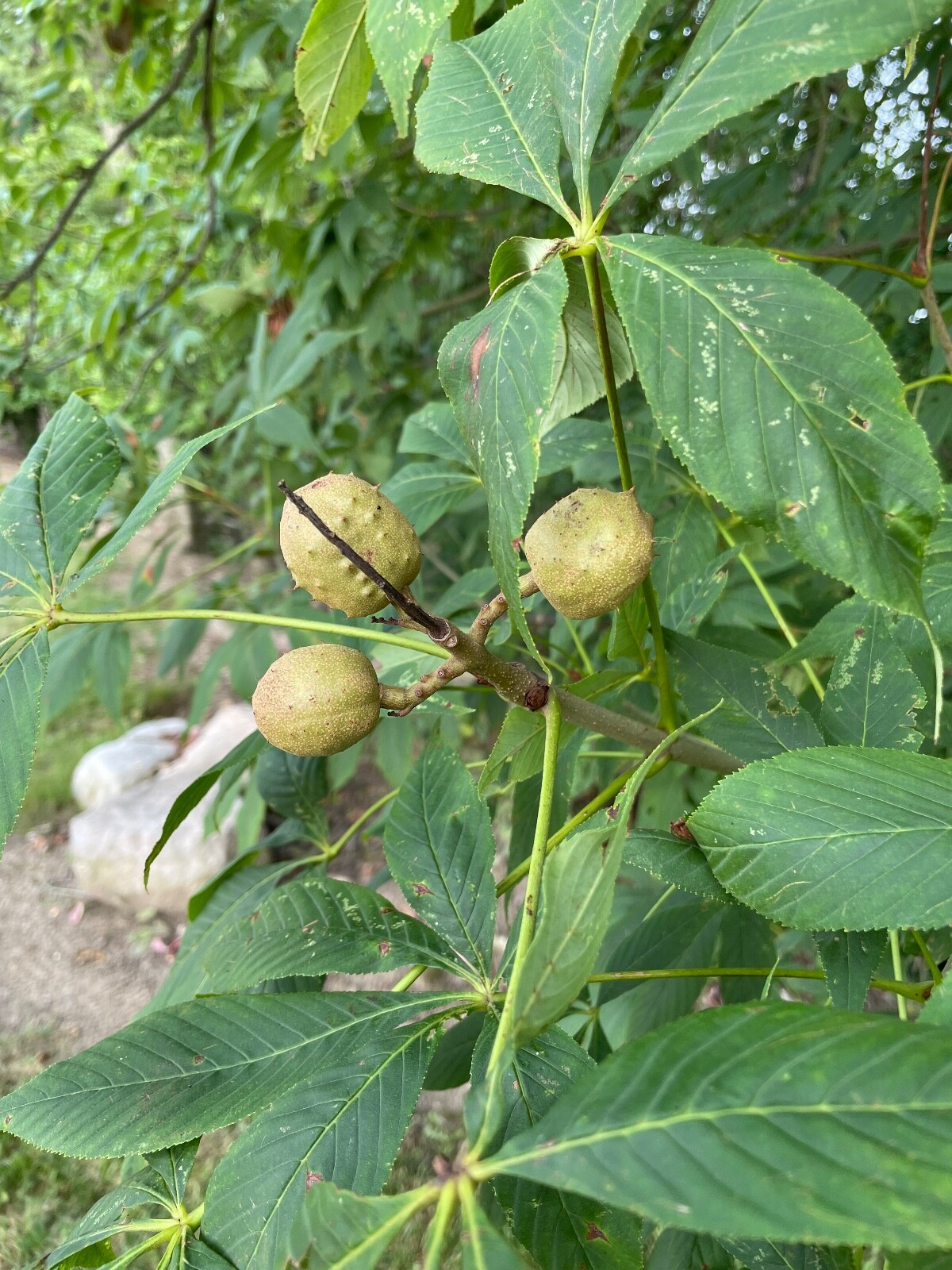 Buckeye Nuts 2024 All Sizes Nickel to Quarter from Central Ohio Dried