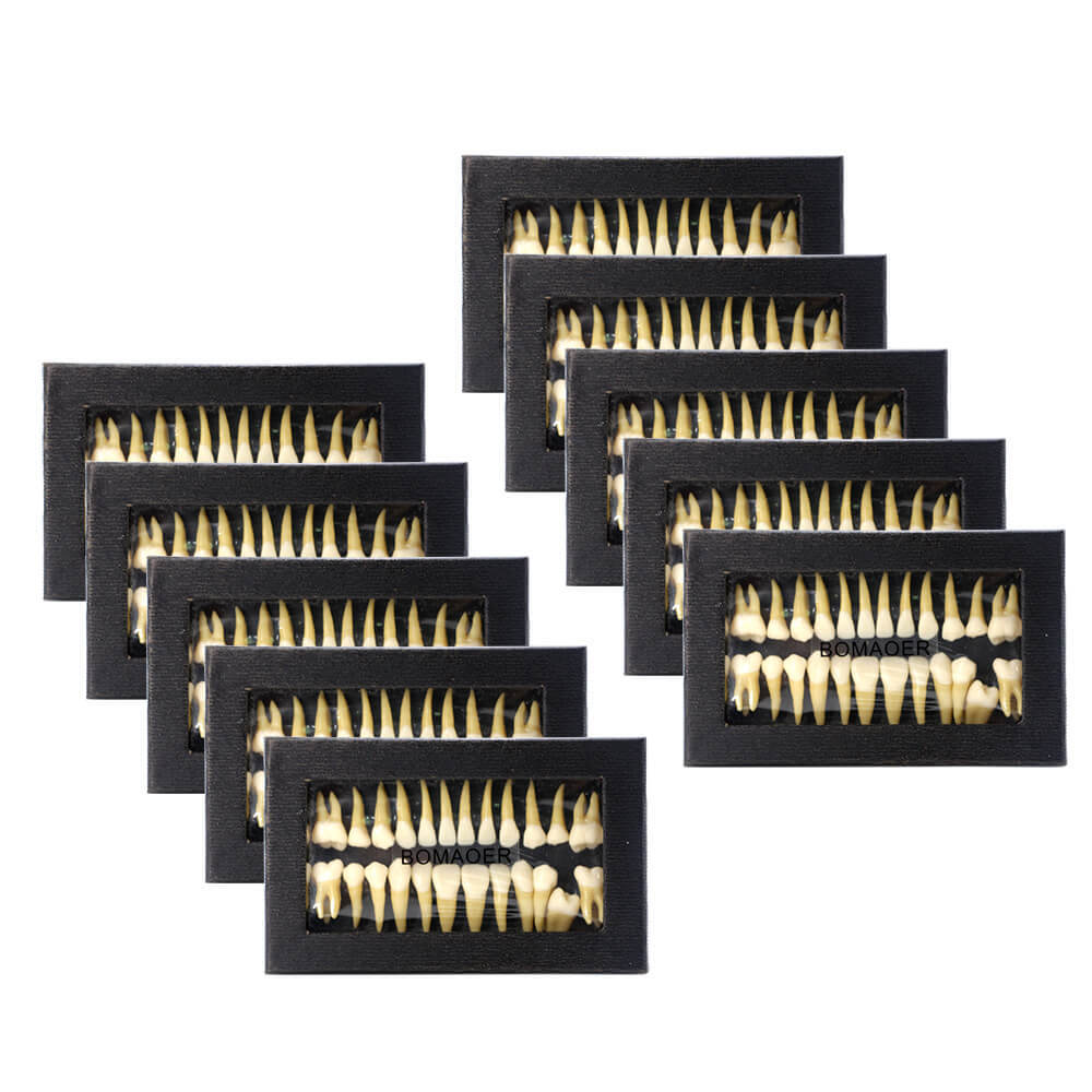 1:1 Dental Demonstration Model with 28 Permanent Teeth for Study Practice #7008