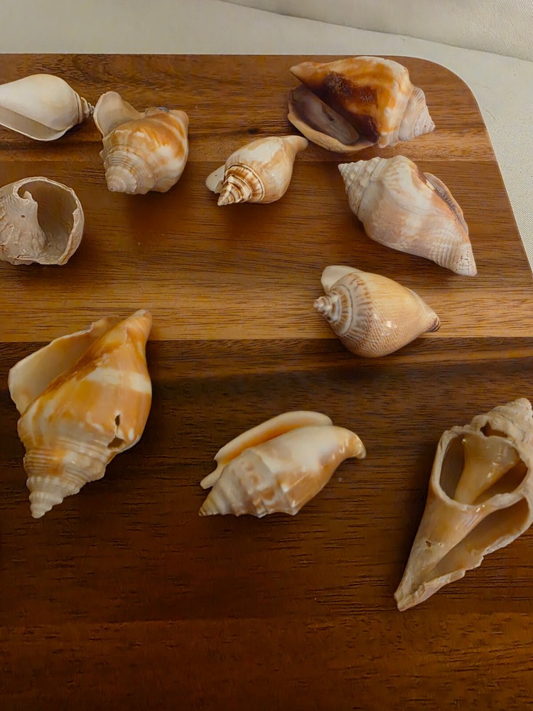 Ocean Seashell Lot - Estate Find