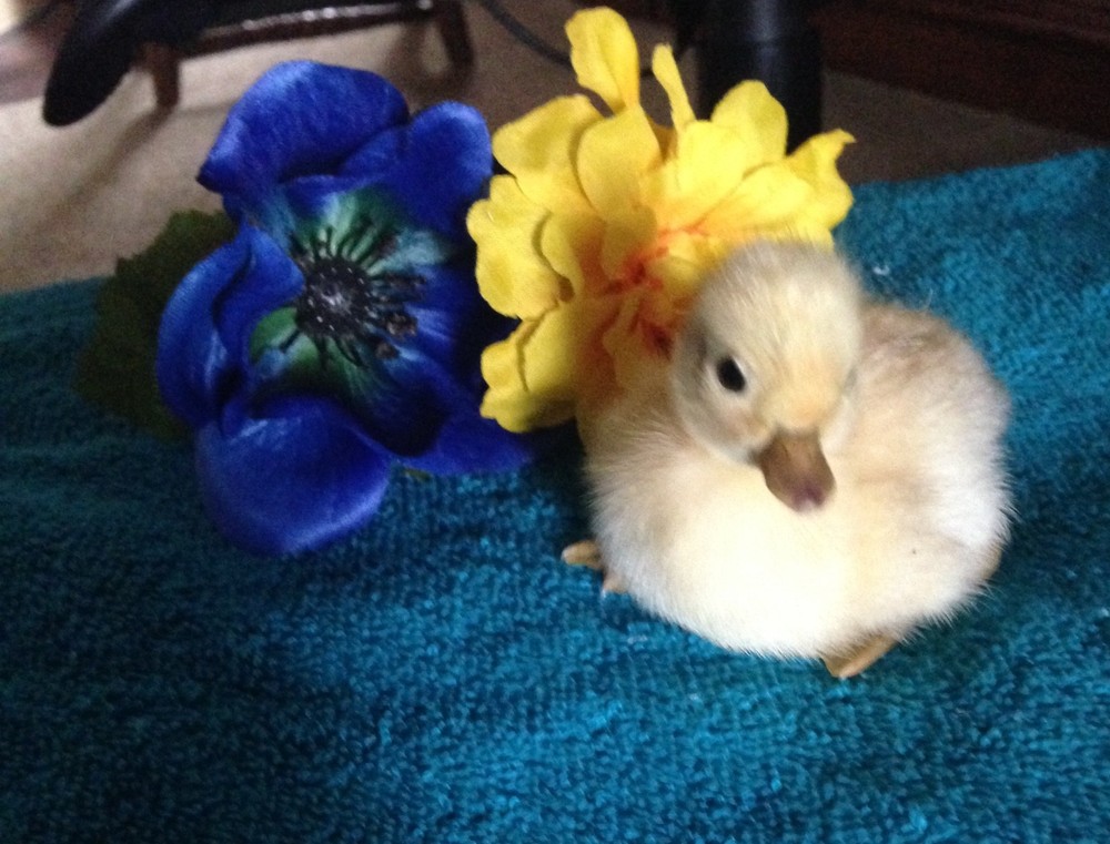 🐣CALL DUCK EGGS 🌷Ready 2 Ship! Three (3) + Assorted