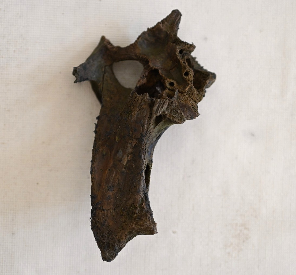 Partial Fossil Alligator Skull from Florida