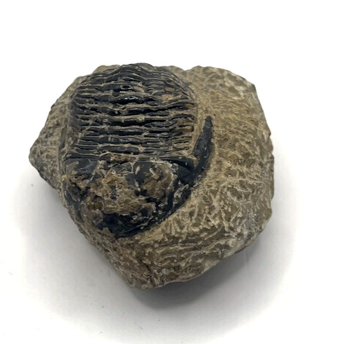 Odontochile TRILOBITE Authentic Fossil RARE