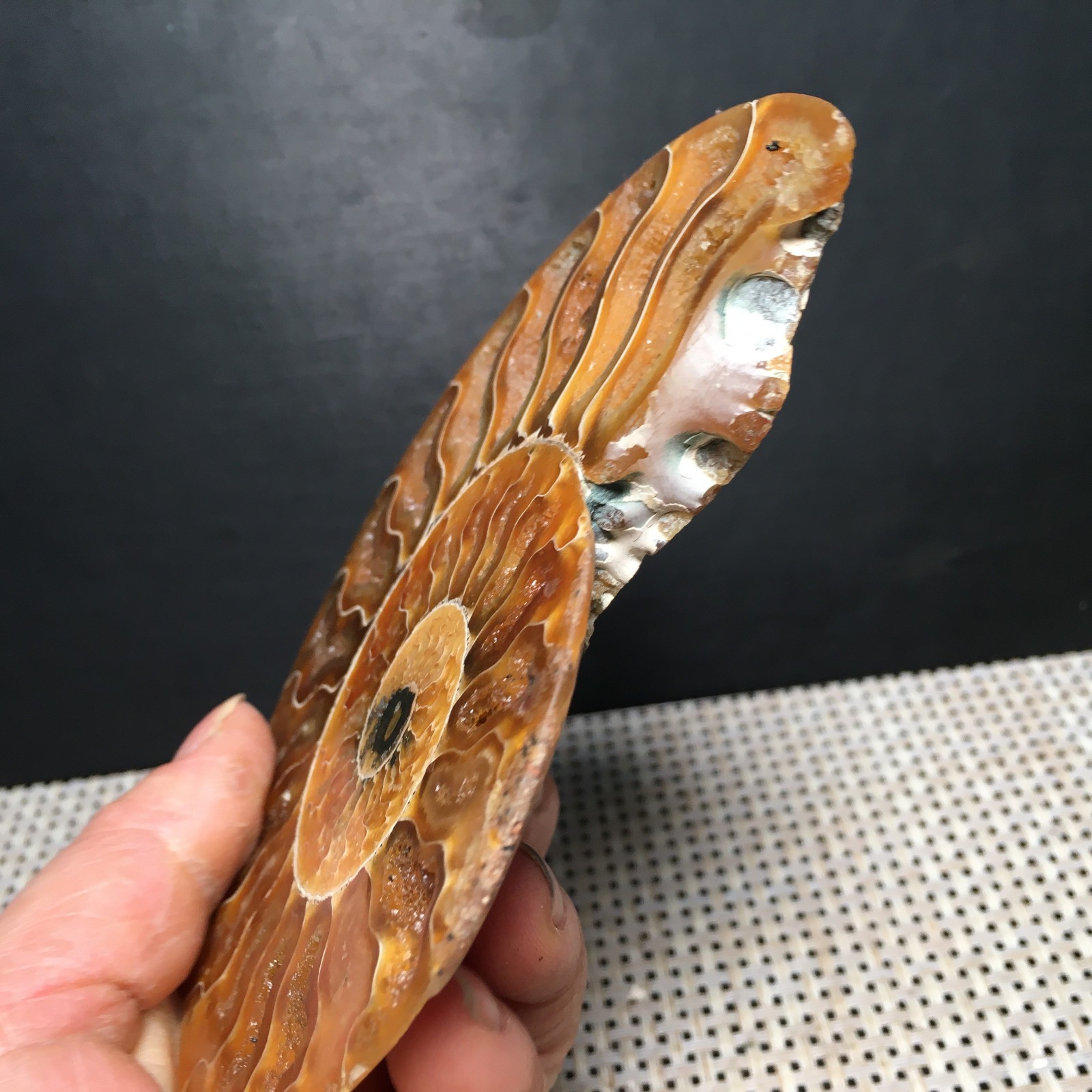 184g 1pc Split Carving Home Decoration Specimen Shell Healing md3746