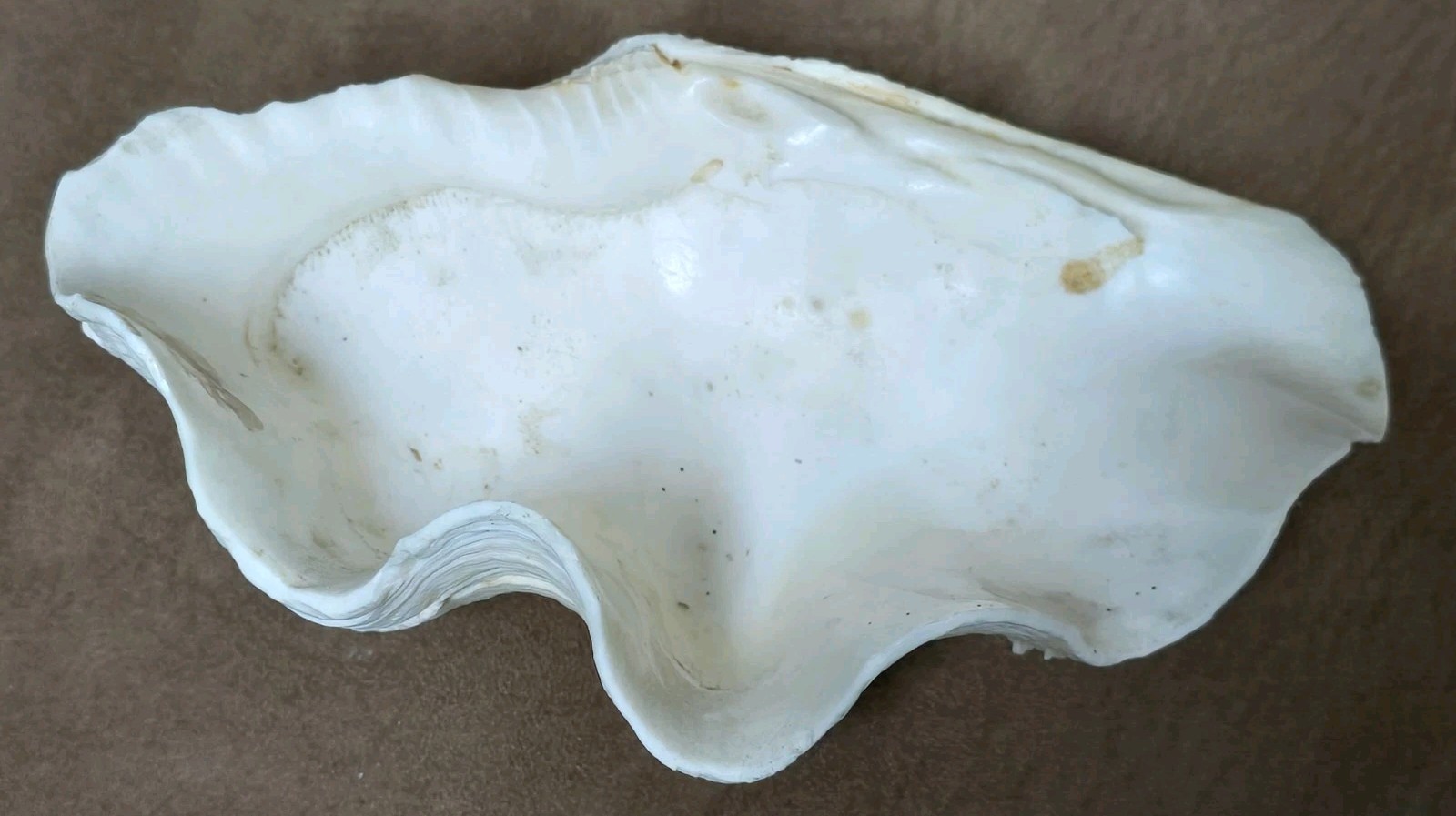 8½" Natural Giant Clam Shell Tridacna Gigas Seashell Nautical Decor Beach House
