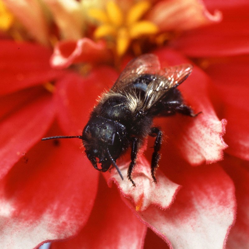 Blue Orchard Bees  (3 reeds with mason bees inside)
