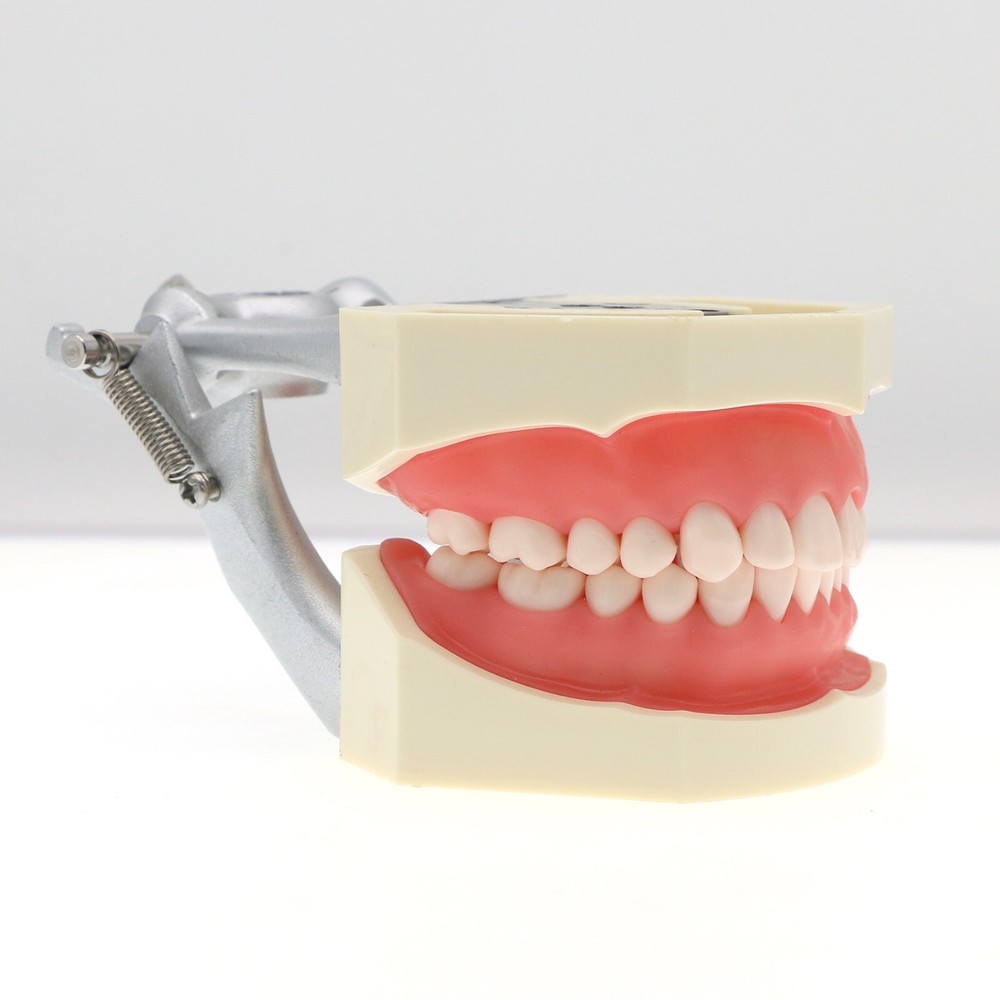 Kilgore NISSIN Typodont Models Replacement Teeth Mounting Pole Simulation Cheek
