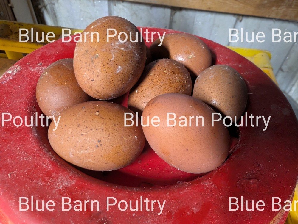 6 Lavender and Split to Solid Black Marans Chicken Hatching Eggs Purebred NPIP