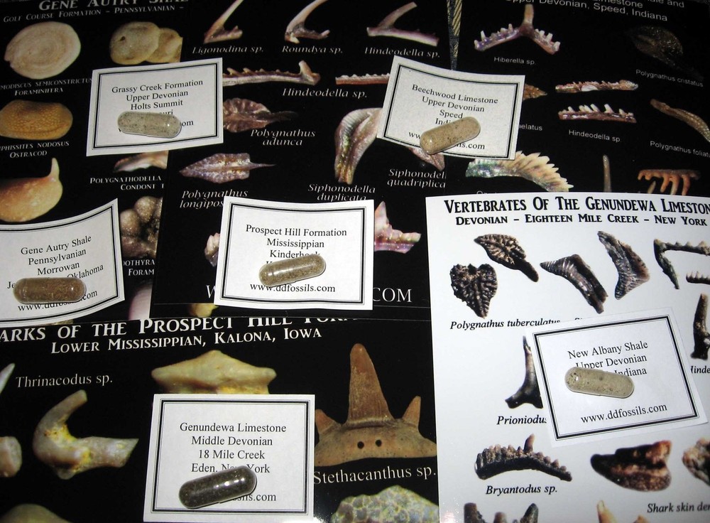 Devonian to Pennsylvanian conodonts microfossil matrix collection 6 conodont