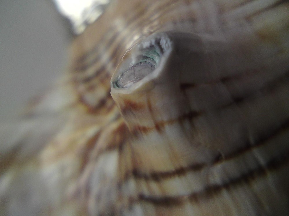 Shankha Silver overlay mounted seashell trapezium horse conch shell