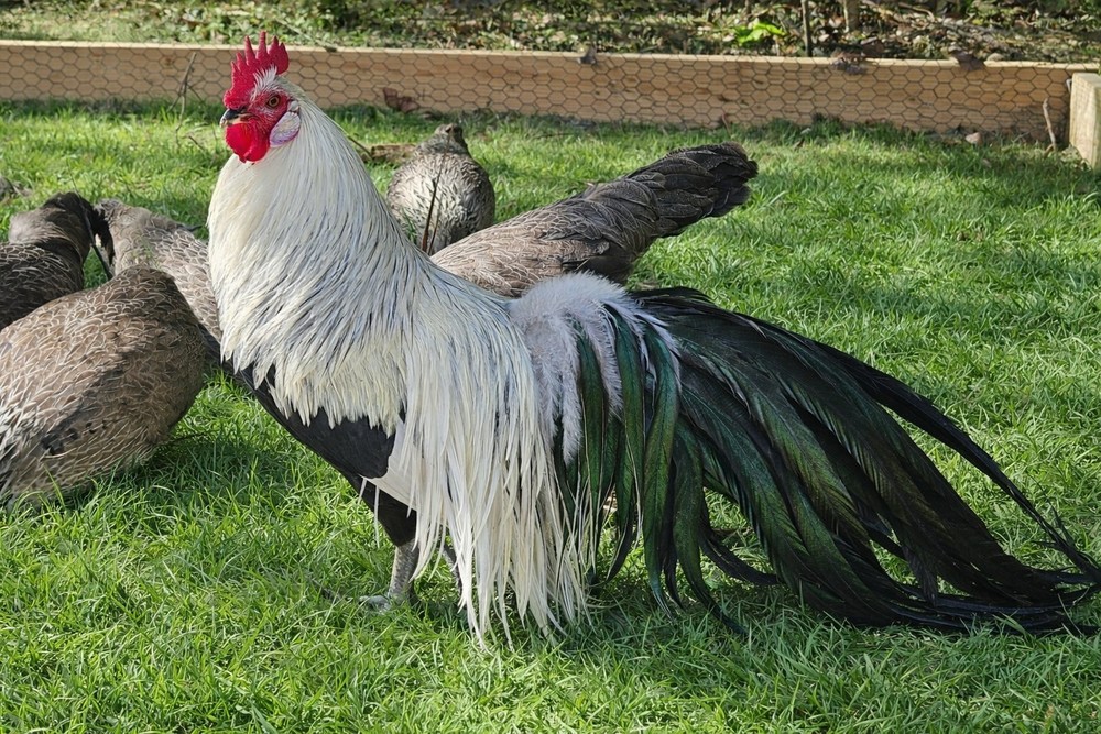 6+ Pure Silver Phoenix longtail Chicken hatching eggs L@@K!