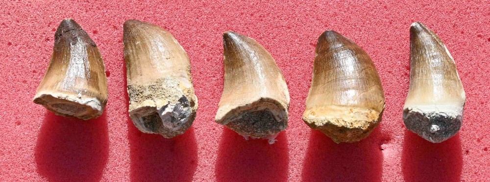 FIVE Big Mosasaur teeth, from Morocco