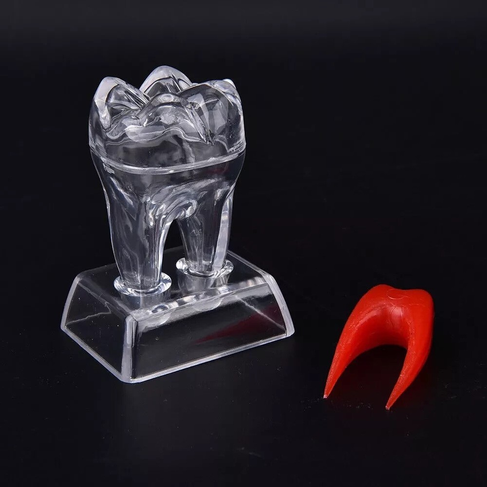 Dental Lab Crystal Base Hard Plastic Teeth Tooth Molar Model Separable For Study