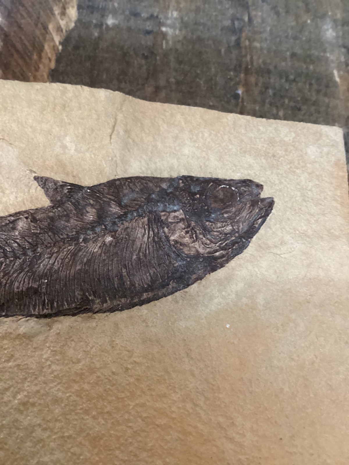 Knightia eocaena Fish Fossil Lake Green River Formation 4 3/4”x 3”