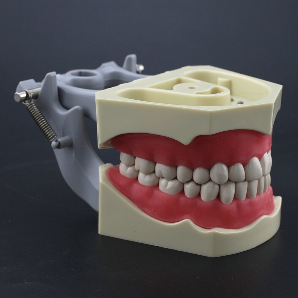Columbia Dentoform 860 Type Dental Typodont Model 32pcs Removable Teeth