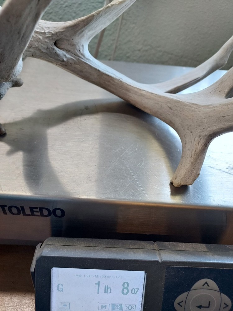 Shed Non Typical Whitetail Deer Single Antler