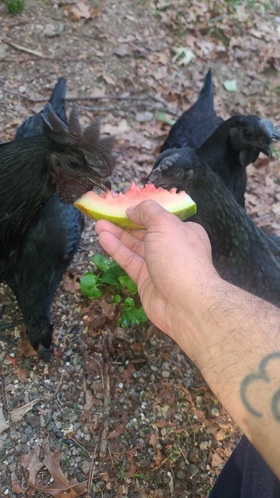 Ayam Cemani Hatching Eggs - ( 12 )
