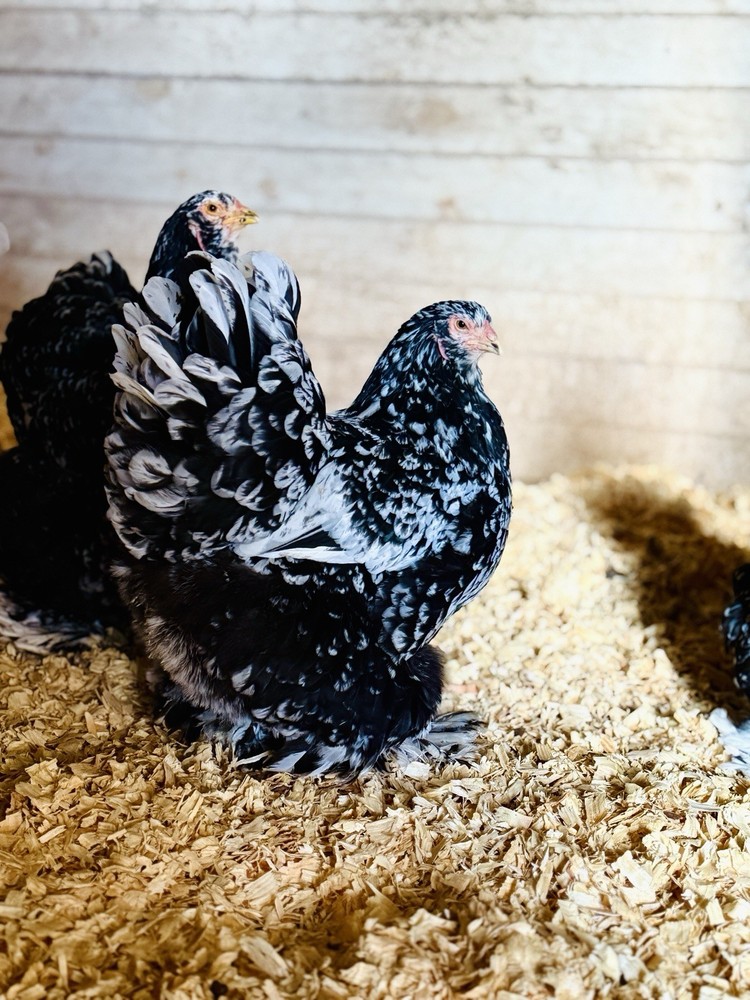 12++ MOTTLED Brahma Hatching Eggs